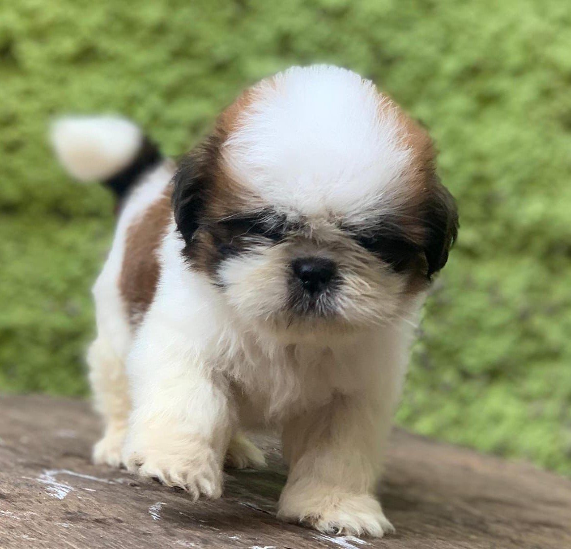 Shih Tzu dog for sale in pune