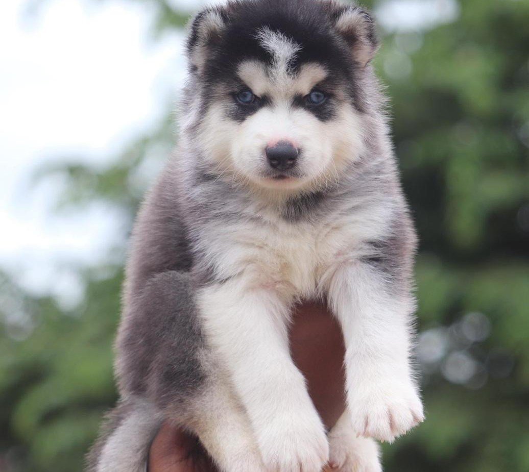 siberian husky male puppies for sale in chennai