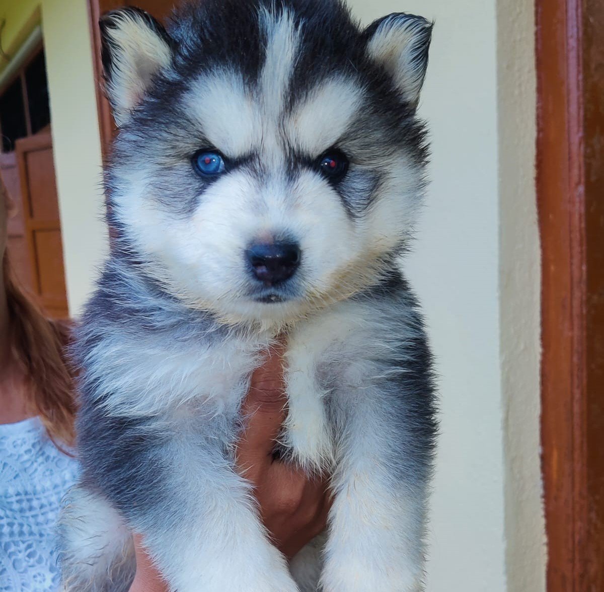 siberian husky female puppy for sale in chennai