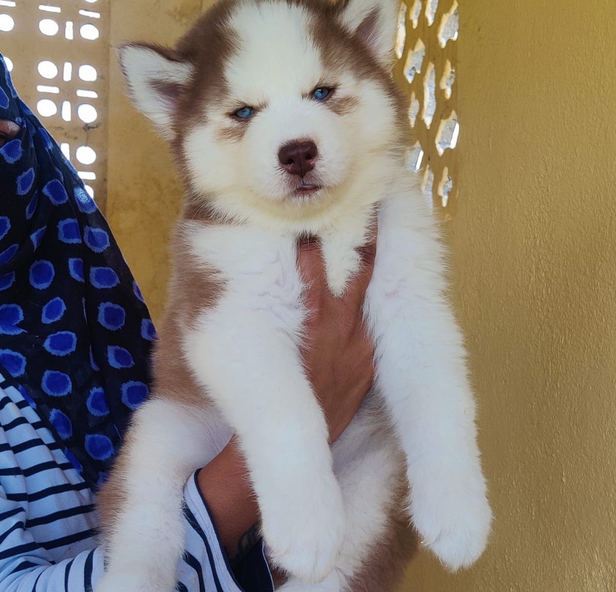 siberian husky pet shop in chennai