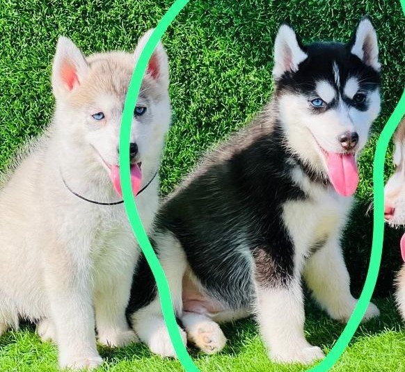 siberian husky puppies for sale online in chennai