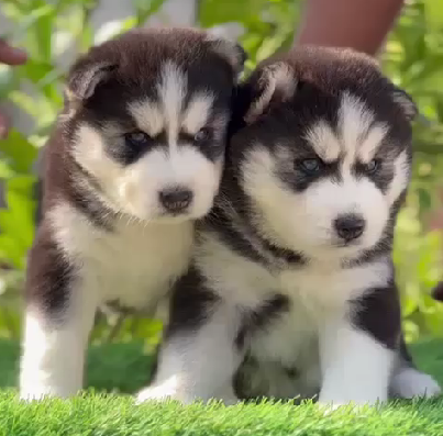 siberian husky male puppies for sale in goa