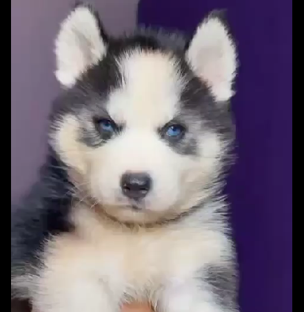 siberian husky pet shop in goa