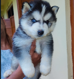 siberian husky female puppies price in goa