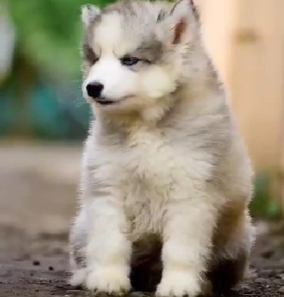 siberian husky puppies for sale in vizag