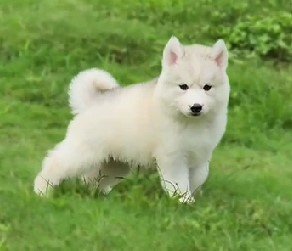 buy champion lineage siberian husky puppy in vizag