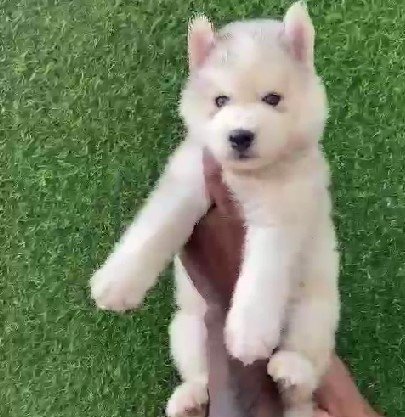 siberian husky puppies for sale online in vizag