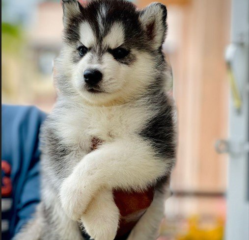 siberian husky dog price in vizag