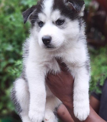 siberian husky male puppies for sale in vizag