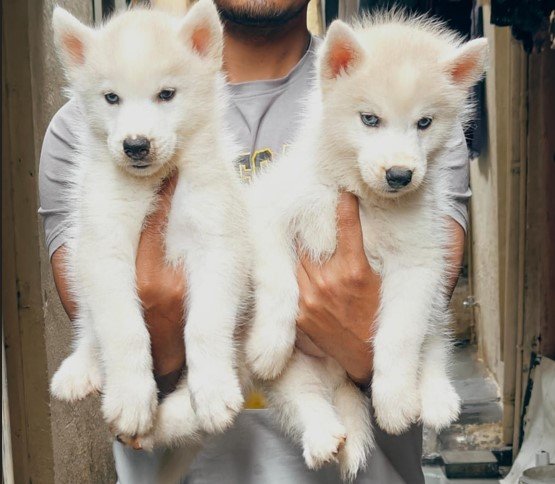 siberian husky pet shop in vizag