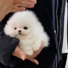 Pomeranian female puppies price in mumbai