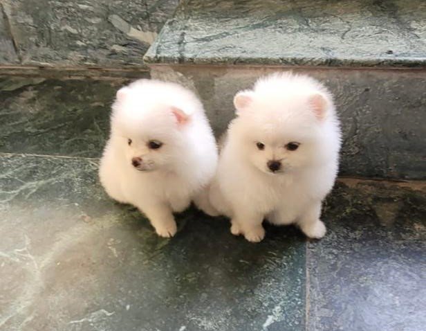 Toy pomeranian male puppies price in ahmedabad