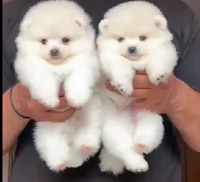 Toy Pomeranian male puppies for sale in bangalore