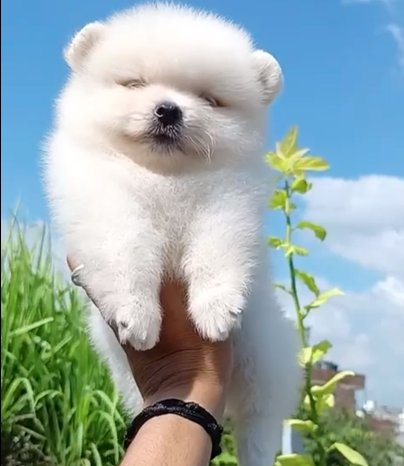 Toy Pomeranian female puppies price in bangalore