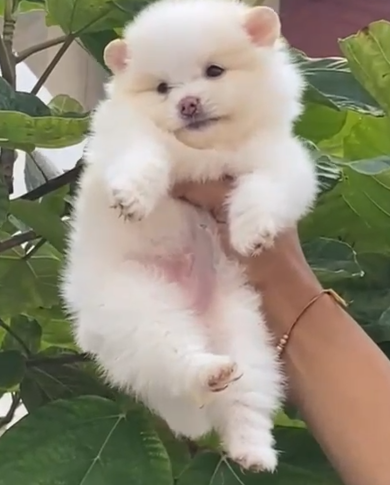 Champion line toy pomeranian puppies for sale in bangalore