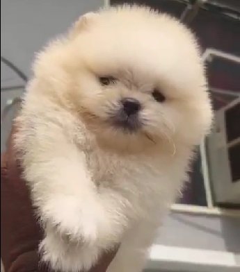 Toy Pomeranian puppy price in India