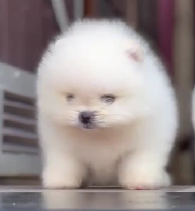 Toy Pomeranian puppy for sale online in India