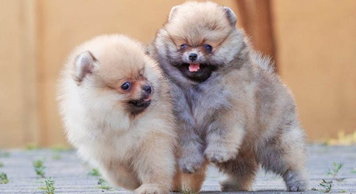 Toy Pomeranian dog for sale in goa