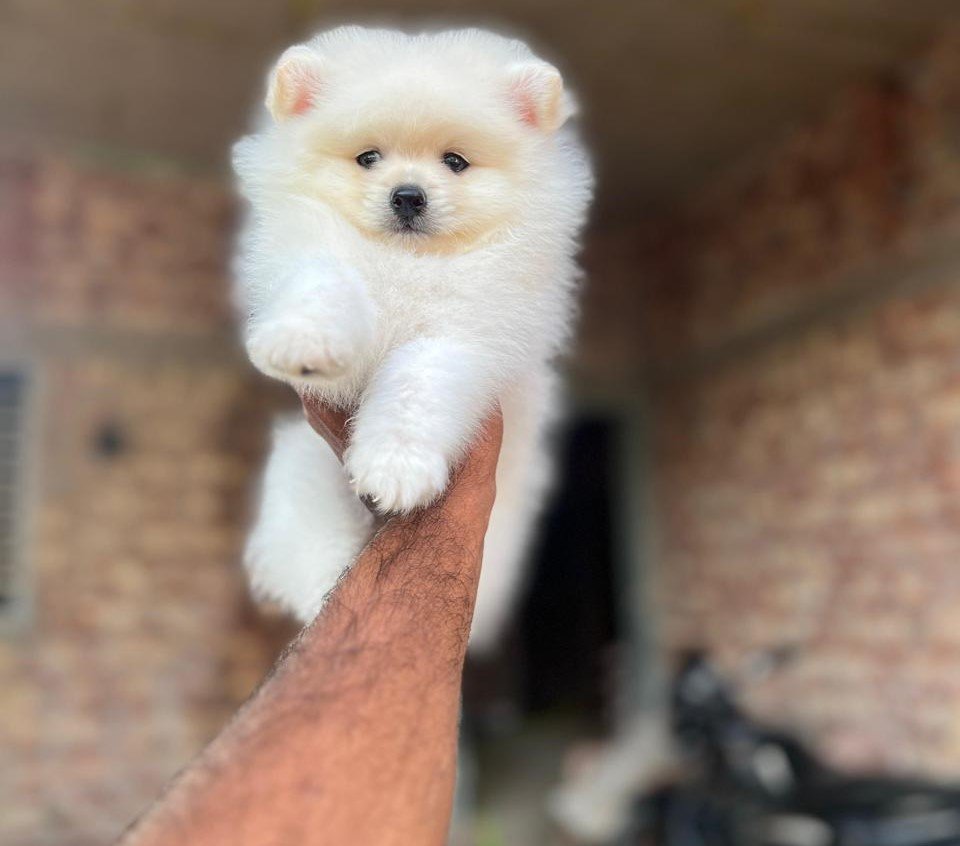 Toy Pomeranian male puppies price in goa