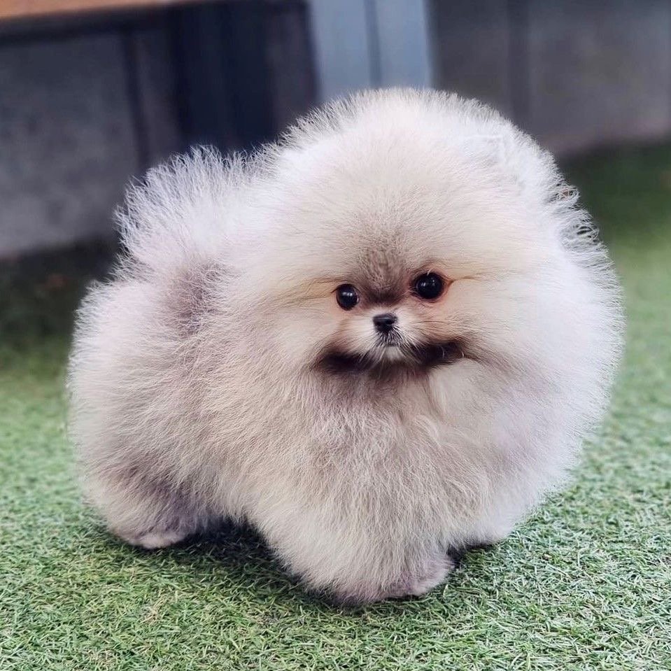 toy pomeranian puppies for sale in jaipur