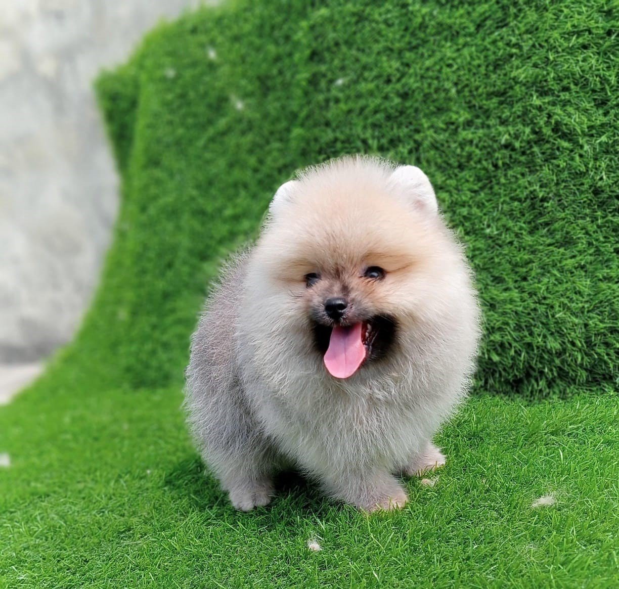 toy pomeranian dog price in jaipur