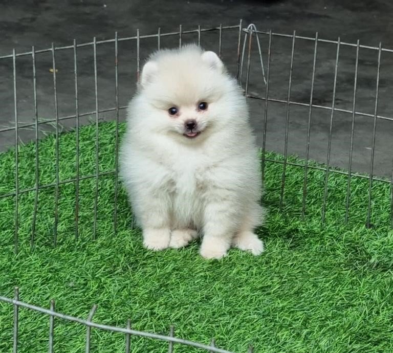 toy pomeranian dog breeder in jaipur