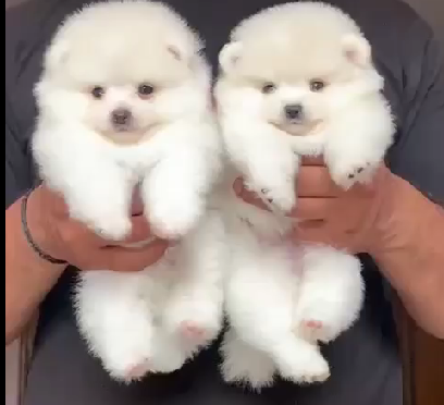 toy pomeranian dog kennel in jaipur