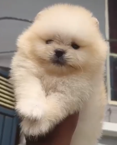 buy toy pomeranian puppies online in jaipur