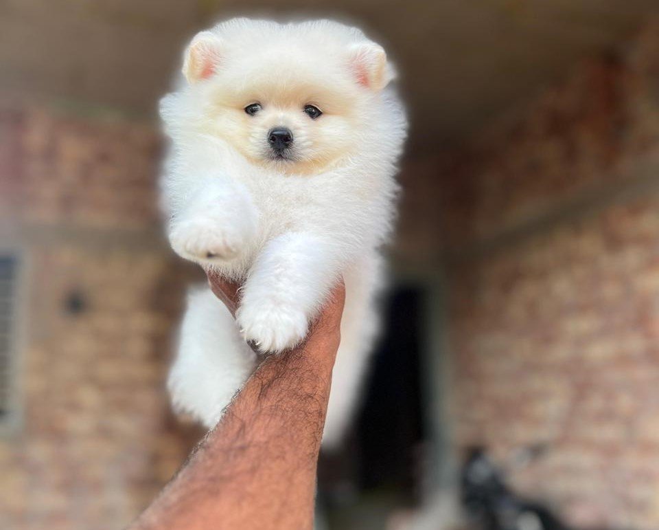 toy pomeranian puppy price in jaipur