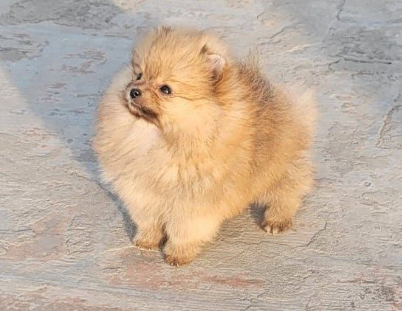 toy pomeranian dog price in vizag