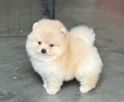 buy pure breed toy pomeranian puppies in vizag