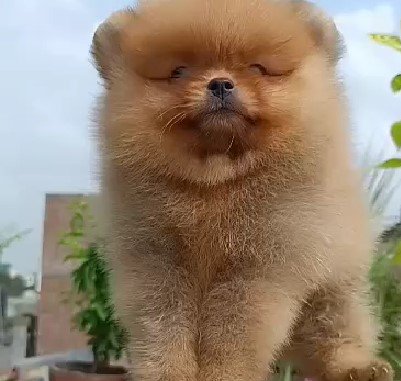 champiom lineage toy pomeranian puppies for sale online in vizag