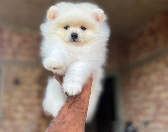 toy pomeranian dog kennel in vizag