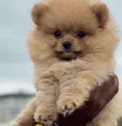 toy pomeranian pet shop in vizag