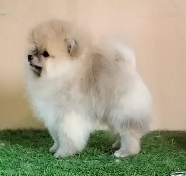 Toy Pomeranian puppy price in hyderabad