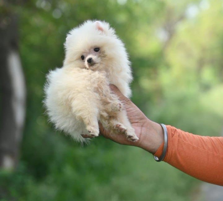 Toy pomeranian dog shop in hyderabad