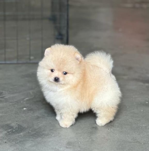 Toy pomeranian puppy for sale online in hyderabad