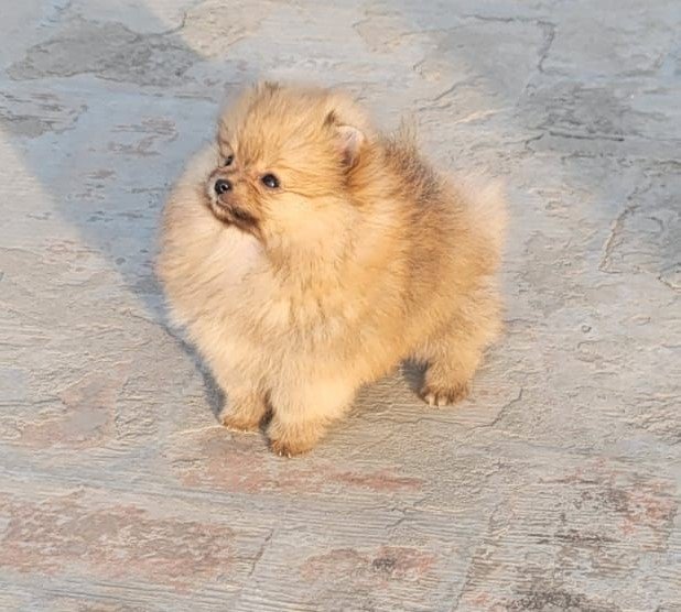 Toy pomeranian female puppy for sale in hyderabad