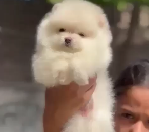 Toy pomeranian breeder in hyderabad