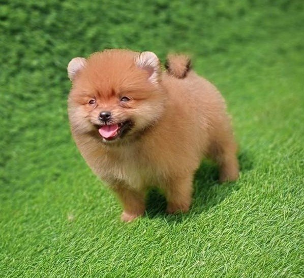 Toy Pomeranain female pupies price in Kolkata