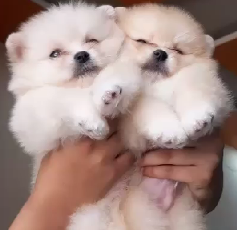 Toy Pomeranian male puppie price in Kolkata