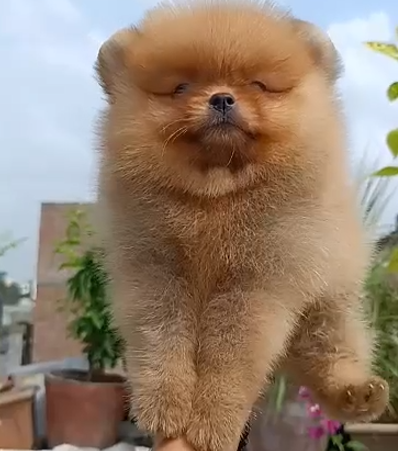 Toy Pomeranian dog price in Kolkata