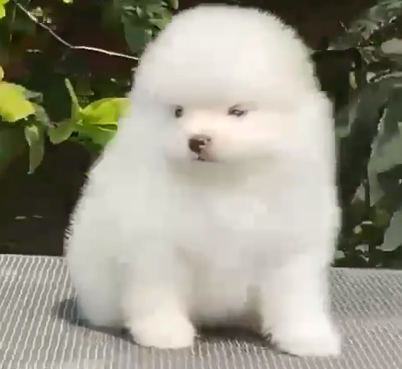 Toy Pomeranian breed puppy price in Kolkata
