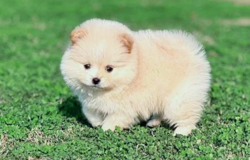 Toy Pomeranian puppies for sale in pune