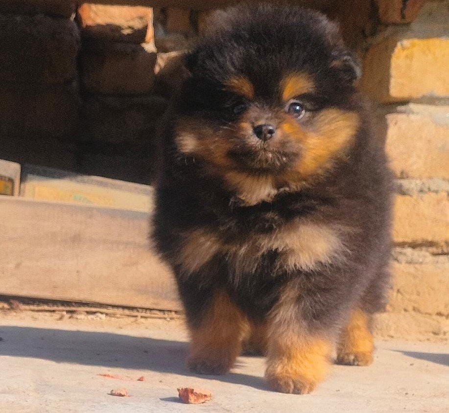 Toy Pomeranian dog price in pune