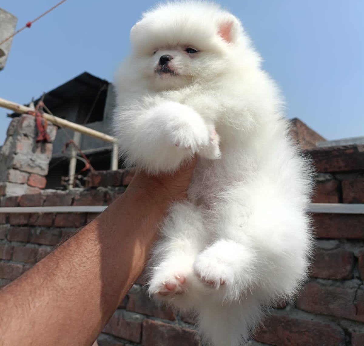 Toy Pomeranian pet shop in pune