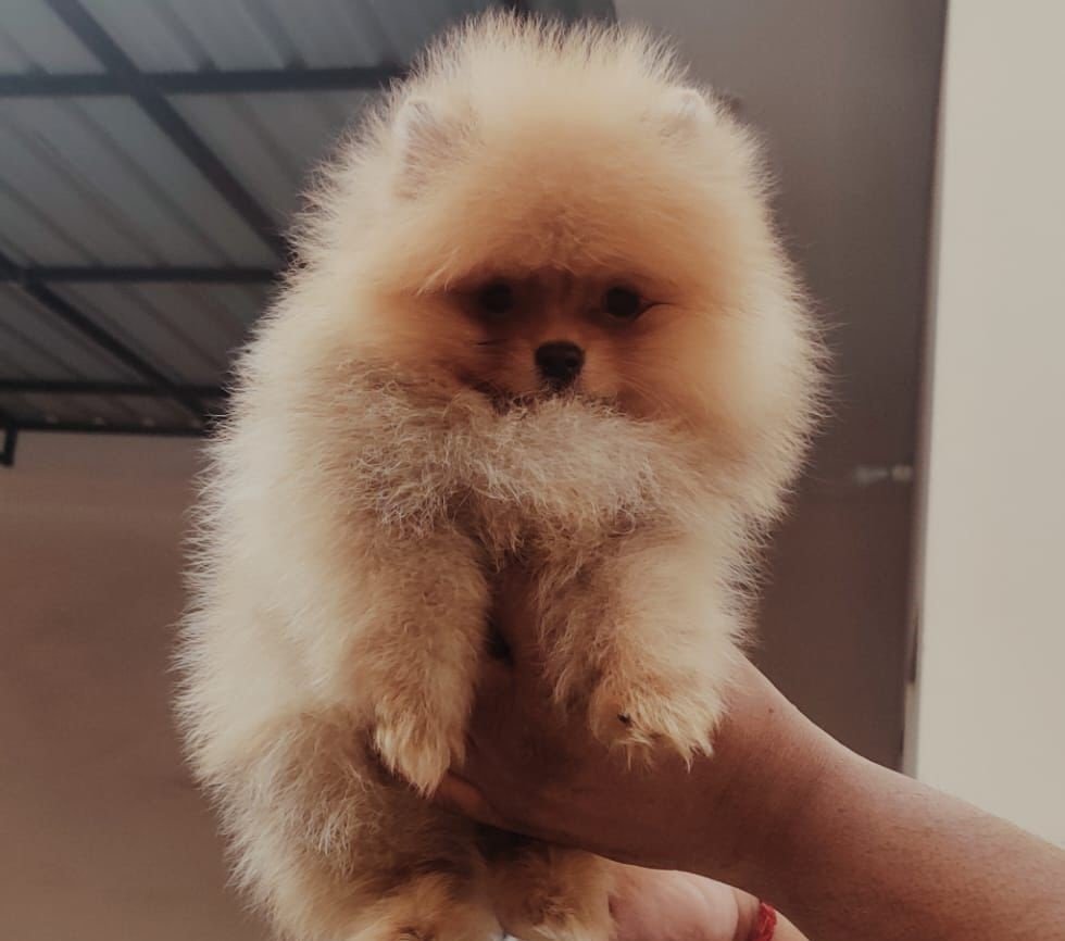 Toy Pomeranian puppies for sale online in pune