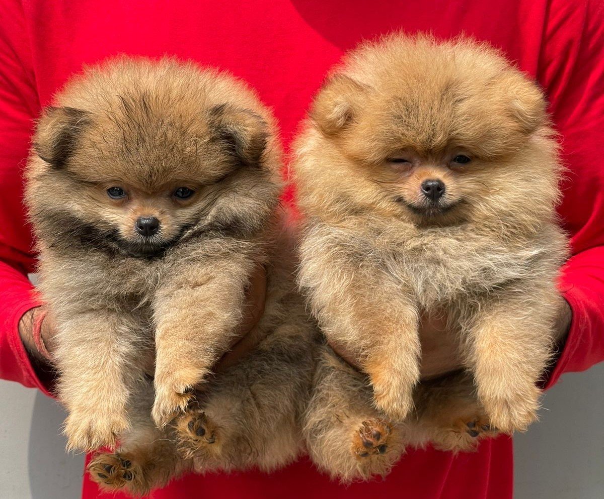 Toy Pomeranian male puppy price in pune
